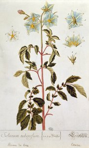 Flores de patata, lámina de 