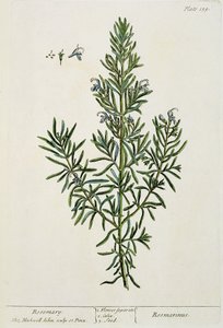 Rosmarinus Officinalis, de 