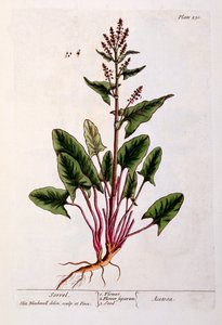 Acedera, lámina 230 de 