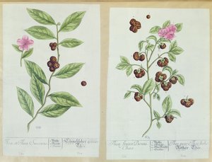 Té y té de China, lámina de 