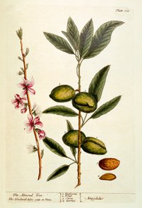 El almendro, placa 105 de 