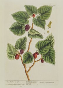 El árbol de morera, lámina 126 de 