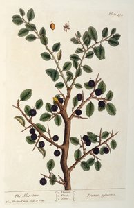 El árbol de endrino, lámina 494 de 
