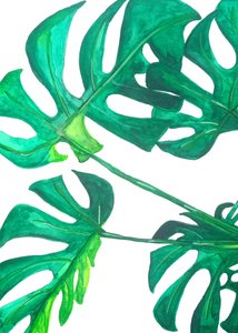 Hojas tropicales de monstera de Elizabeth C