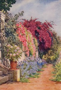 Bougainvillea y rosas, Welgelegen, Rosebank (litografía en color)