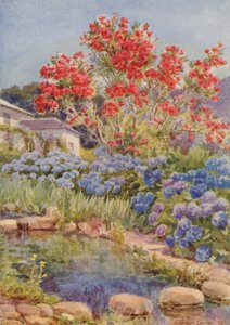 Hydrangeas by the Water, Bishopscourt, cerca de Ciudad del Cabo (litografía en color)
