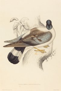 Columba Leuconota (Paloma de Nieve) de Elizabeth Gould