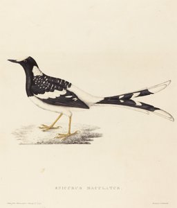 Enicurus Maculatus (Cola de tijera manchada)