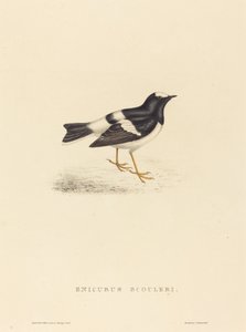 Enicurus Scouleri (Colita pequeña) de Elizabeth Gould