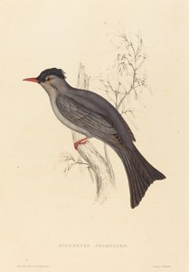 Bulbul Negro de Elizabeth Gould