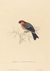 Pyrrhula Erythrocephala (Camachuelo cabecirrojo) de Elizabeth Gould
