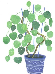 Planta pilea, 2017 (acuarela y collage)