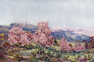 Almendro en Flor, Valle de la Orotava (litografía en color)
