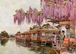 Wistaria, Nagaoka (litografía en color) de Ella Du Cane