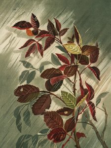 Hojas de otoño bajo la lluvia de Ellen Thayer Fisher