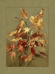 Hojas de otoño, arce de Ellen Thayer Fisher