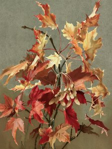«Hojas de otoño, n.º 2 (arce)», de Ellen Thayer Fisher de Ellen Thayer Fisher