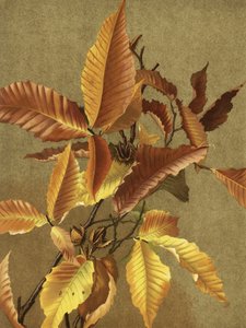 «Hojas de otoño n.º 3: Haya», de Ellen Thayer Fisher de Ellen Thayer Fisher