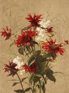 «Balm and Spiraea», de Ellen Thayer Fisher de Ellen Thayer Fisher