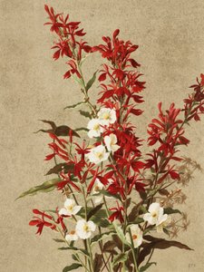 Flores de cardenal de Ellen Thayer Fisher
