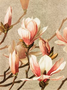 Magnolia de Ellen Thayer Fisher