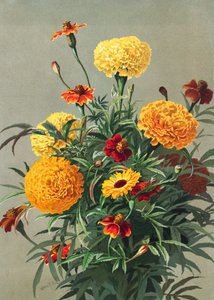 Caléndulas de Ellen Thayer Fisher