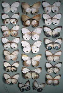 Veintidós mariposas