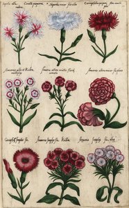 Diferentes variedades de clavel, Dianthus caryophyllus de Emanuel Sweert