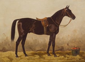 Caballo negro ensillado de Emil Volkers