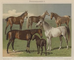 Razas de caballos de Emil Volkers