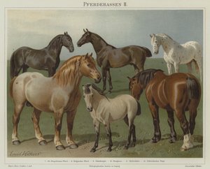 Razas de caballos de Emil Volkers