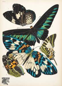 Lámina 10, de Papillons, pub. 1925 (impresión de pochoir) de Émile Allain Séguy