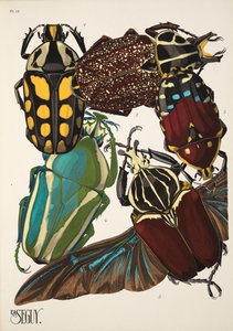Lámina 11 de Insectes, pub. 1930 (impresión en pochoir) de Émile Allain Séguy