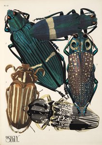 Lámina 13 de Insectes, pub. 1930 (impresión en pochoir) de Émile Allain Séguy