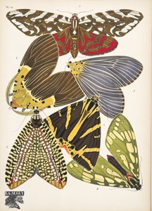Lámina 14, de Papillons, pub. 1925 (impresión de pochoir) de Émile Allain Séguy