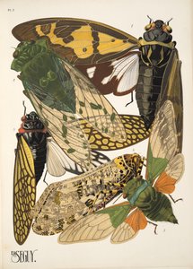 Lámina 2 de Insectes, pub. 1930 (impresión en pochoir) de Émile Allain Séguy