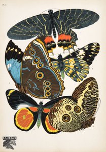 Lámina 2, de Papillons, pub. 1925 (impresión de pochoir) de Émile Allain Séguy
