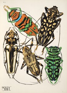 Lámina 4 de Insectes, pub. 1930 (impresión en pochoir) de Émile Allain Séguy