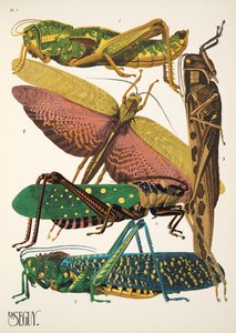 Lámina 7 de Insectos, pub. Años 30 (impresión en plantilla)