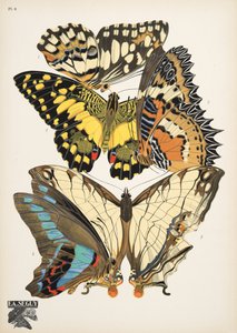 Lámina 9, de Papillons, pub. 1925 (impresión de pochoir) de Émile Allain Séguy