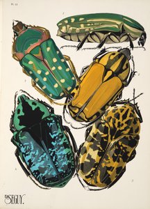 Lámina 12 de Insectes, pub. 1930 (impresión en pochoir) de Émile Allain Séguy