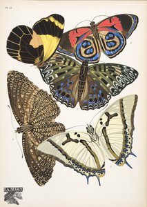 Lámina 12, de Papillons, pub. 1925 (impresión de pochoir) de Émile Allain Séguy