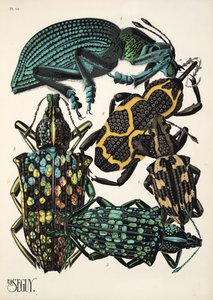 Lámina 14 de Insectes, pub. 1930 (impresión en pochoir) de Émile Allain Séguy