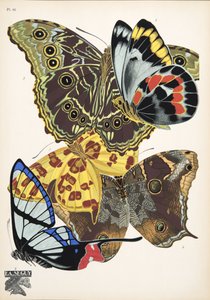 Lámina 15, de Papillons, pub. 1925 (impresión de pochoir) de Émile Allain Séguy