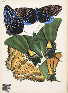 Lámina 6, de Papillons, pub. 1925 (impresión de pochoir) de Émile Allain Séguy