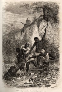 Un marinero de la expedición, que recuperó convolvus (planta acuática comestible que se extiende sobre la superficie del agua), es agarrado por el codo por un cocodrilo; debe su supervivencia solo a la intervención de sus compañeros, grabado por Emile Bay