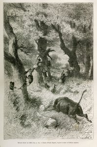 Derrota de la expedición ante la carga de un búfalo, dibujo de Emile Bayard, para ilustrar la historia: A través de África, de Zanzíbar (Tanzania) a Benguela (Angola), de 1872 a 1876, por el Teniente V.H. Cameron. Grabado en Le tour du monde de Emile Antoine Bayard