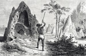 Redes de las hormigas blancas, termitas (grabado) de Emile Antoine Bayard