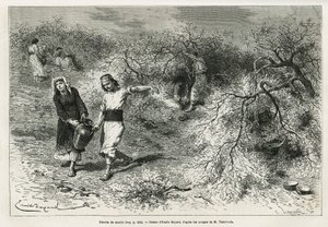 La recolección de masilla, una resina blanca de lentisco, durante la temporada de verano, es la base de la fabricación de un aguardiente anisado, dibujo de Emile Bayard, para ilustrar la historia “Isla de Chio” (Turquía Oriental), en 1877, por el Dr. A. Te de Emile Antoine Bayard