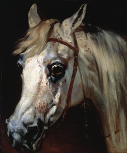 Cabeza de un caballo árabe, c.1840-50